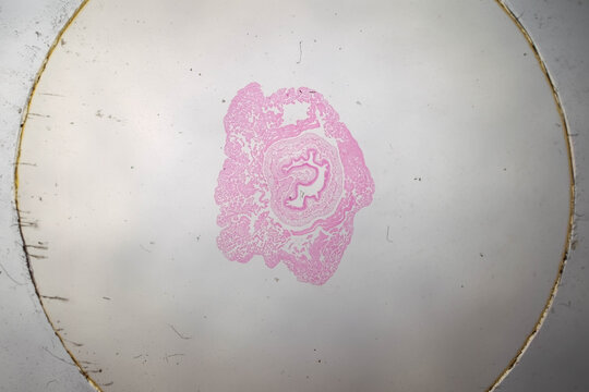 Cross Section of Clam Intestine Histology Stained Microscope Sli