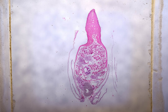 Longitudinal Histology Section of Unknown Invertebrate Reproductive Structure Sl