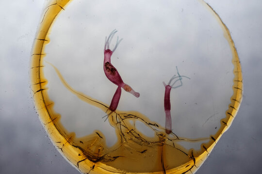 Stained Hydra Budding and Plain Specimen Microscope Glass Sli