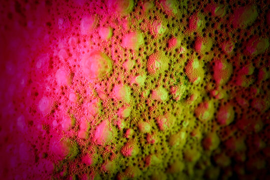 Colorful Macro Photography of Starfish Skin Surface Texture De