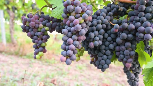 Blue grapevine, Pinot Noir grapes growing on vine, vineyard in Trier, Moselle Valley, Germany, agriculture at Mosel river, rhineland palatine