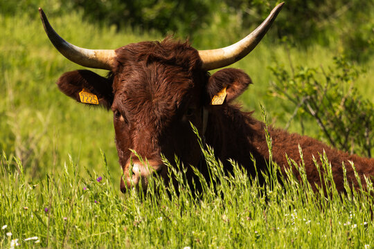 Salers cow