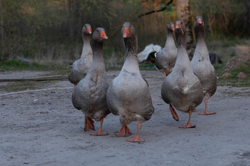 a group of geese in a farm © Gunta