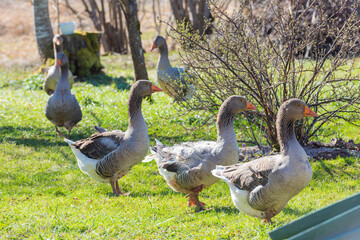 Obraz premium a group of geese in a farm