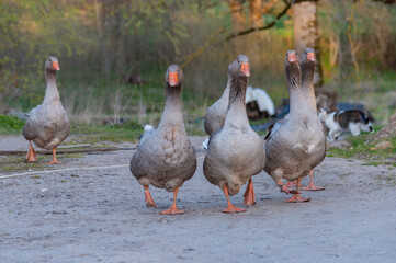 a group of geese in a farm © Gunta