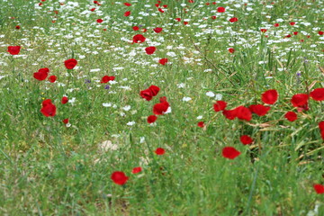 Naklejka premium Vibrant red common poppies (Papaver rhoeas) blooming among white wildflowers in a spring meadow 