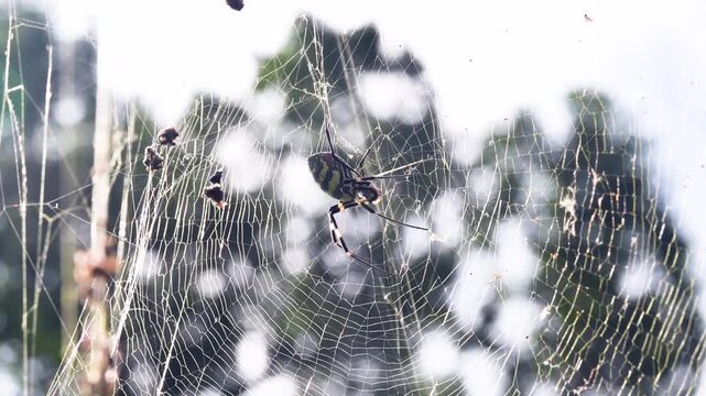 A wasp spider Argiope on a web. Yunan Province
