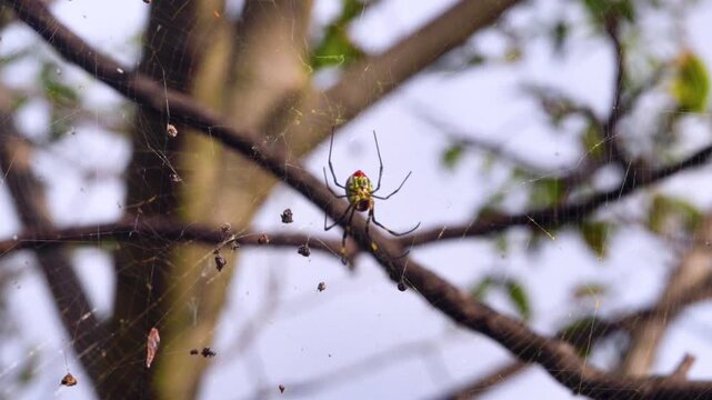 A wasp spider Argiope on a web. Yunan Province