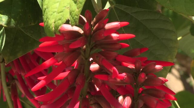 Showy bright red flowers of the Erythrina Speciosa plant, with the green of the leaves in the background.