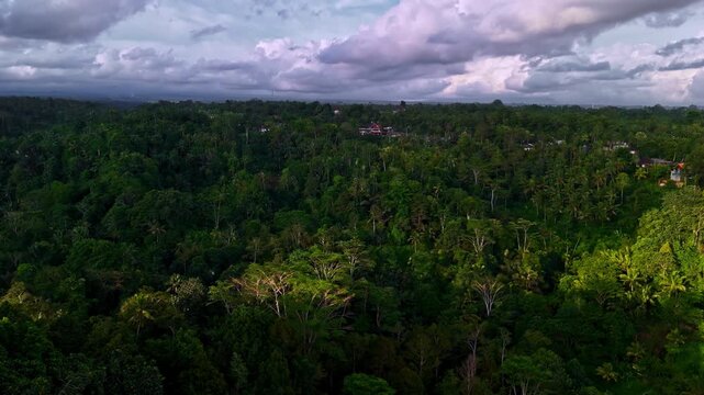 Aerial of a dense unbroken tropical jungle canopy stretching to the horizon under dramatic purple storm clouds. Bali, Indonesia, Hutan Bali.