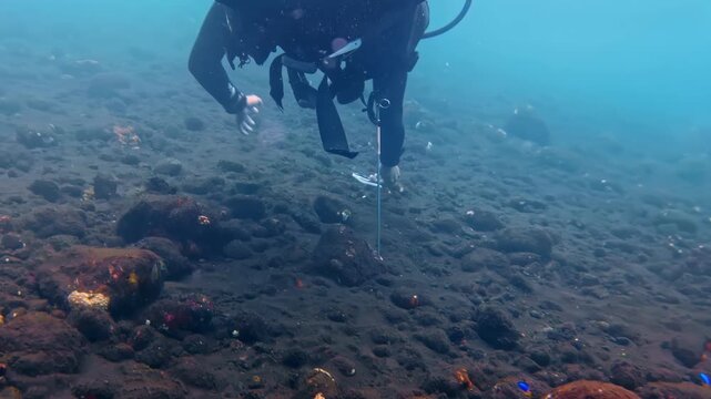 A scuba diver conducts an underwater reef survey using a measuring tape on a dark volcanic rocky seabed. Indonesia, USAT Liberty Wreck