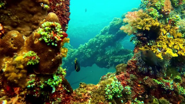 A large titan triggerfish navigates a vivid coral-encrusted reef channel with yellow and green soft corals. Indonesia, Ikan Triger.
