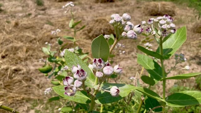 Calotropis gigantea (Aakra) flower blooming, close up footage.