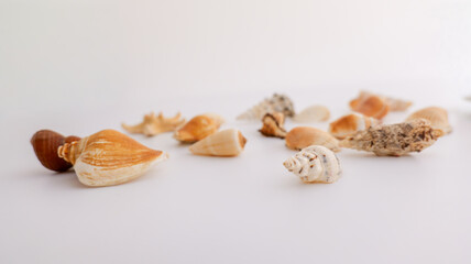 Fototapeta premium Collection of assorted seashells scattered on a clean white background