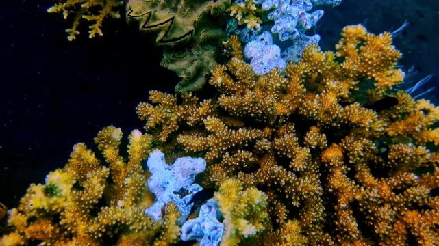 A white frogfish perfectly camouflaged within a dense yellow acropora coral head against a dark water background. Indonesia, Katak Laut.