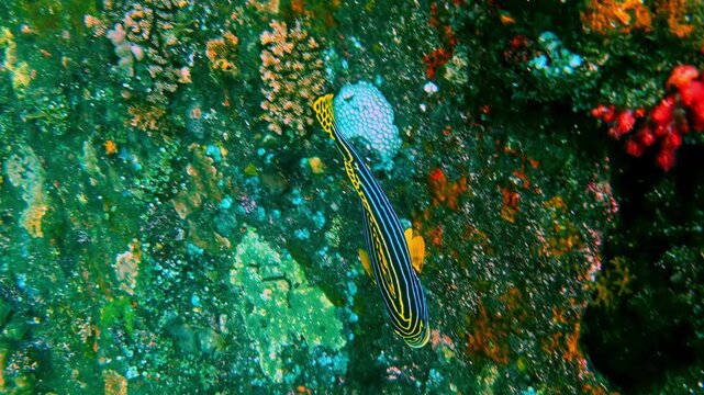 A slender blue-and-yellow striped pipefish rests along a vivid multi-colored coral wall in a tropical reef setting. Indonesia, USAT Liberty Wreck