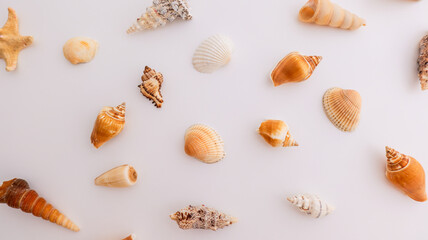 Collection of assorted seashells and a starfish arranged on a clean white background © shine.graphics