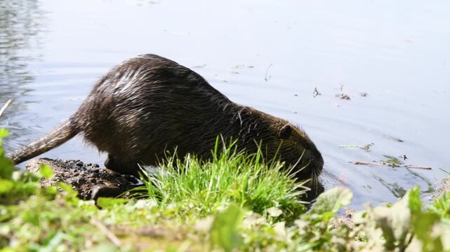 Nutria river rat eating carrot, coypu herbivorous, semiaquatic rodent, Myocastoridae at water pond, wildlife animal, habitat wetland