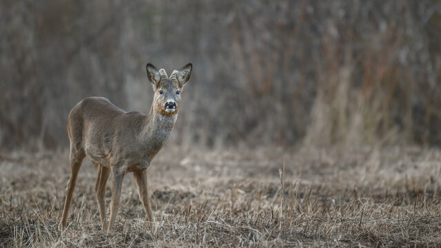 Young roe deer buck stands alert at dusk in a field surrounded by dry grass and bare trees in spring
