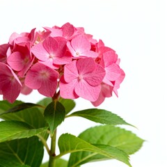 Naklejka premium Beautiful Pink Hydrangea Flower on White Background