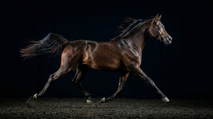 Fototapeta premium Arabian Horse Extended Trot in Dramatic Lighting