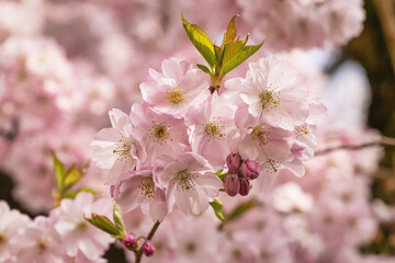 Fototapeta premium Soft pink cherry blossoms cluster on branches, captured in gentle focus, highlighting delicate petals and fresh springtime beauty in natural light.