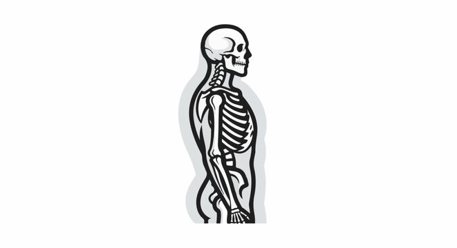 Anatomical illustration of a human skeleton from the side profile