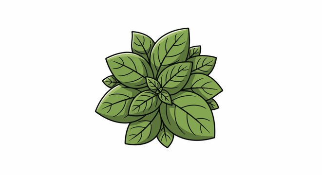 Cartoon illustration of a bunch of green basil leaves