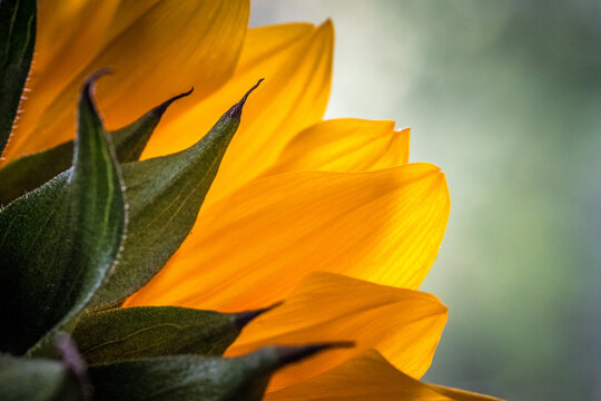 Close-Up of the back of a Sunflower
