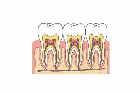 Human tooth anatomy cross section with enamel dentin and pulp cavity