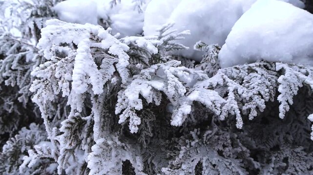 Evergreen Thuja Hedge Covered with Hoarfrost and Snow