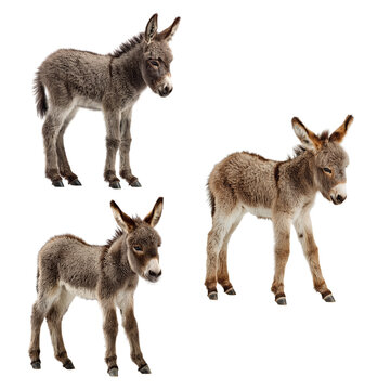 Three baby donkeys on transparent background