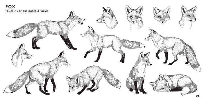 Black-and-white fox study sheet with multiple poses and head angles, highlighting bushy tail, pointed ears, slender body; labeled &ldquo;FOX various poses & views&rdquo; with &ldquo;06&rdquo; in corner.