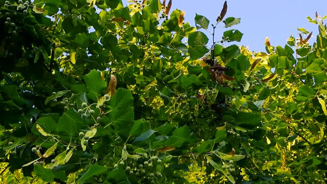 Linden Tree Green Leaves and Seeds Swaying Gently