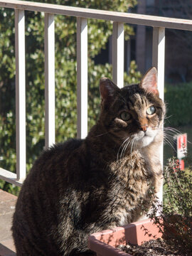 Domestic cat sunbathing on a balcony floor