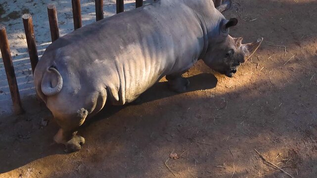 Rhinoceros Walking Inside a Zoo Enclosure