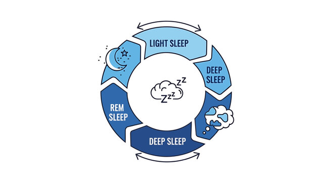 Sleep Cycle, Stages of Sleep, REM, Deep, Light, Infographic, Vector