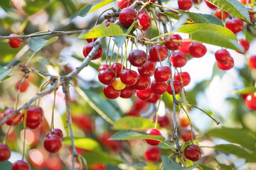 Obraz premium Ripe red cherries hanging on branch with green leaves, illuminated by sunlight, showcasing fresh fruit and natural garden beauty outdoors