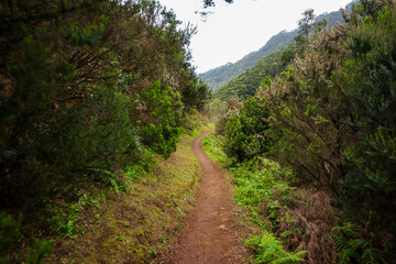 Fototapeta premium Narrow laurel path in Madeira's Laurisilva leading to misty mountains