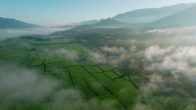 Aerial views of the rice field with clouds. Flying above the clouds