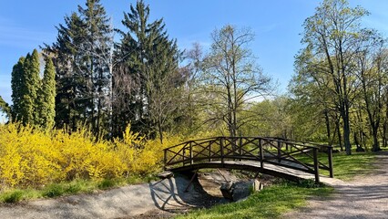 Naklejka premium A small arched wooden bridge spans a dry canal in a sunny spring park surrounded by vibrant yellow flowers and fresh greenery.