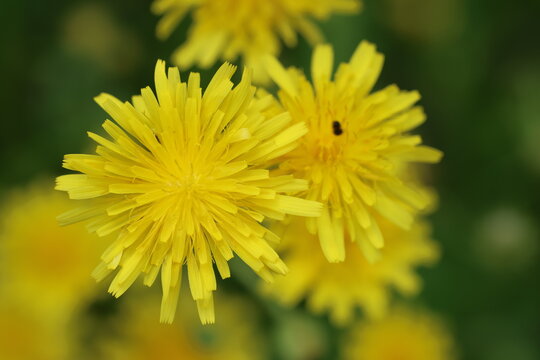 Macro of yellow Crepis sancta (Hawkbeard) blooming in a spring meadow, natural floral background