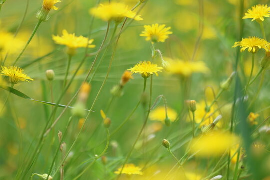 Macro of yellow Crepis sancta (Hawkbeard) blooming in a spring meadow, natural floral background