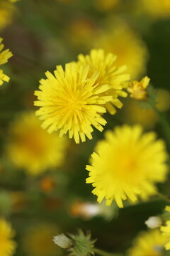 Macro of yellow Crepis sancta (Hawkbeard) blooming in a spring meadow, natural floral background