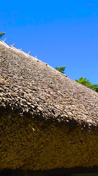 Traditional Thatched Straw Roof of a Farmhouse on a Sunny Day