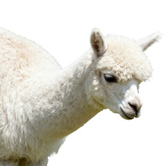 Fototapeta premium [Transparent Background PNG]Close up portrait of white alpaca animal