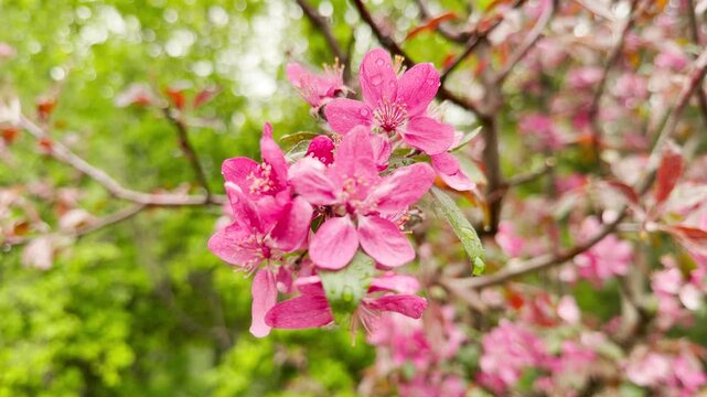Delicate pink crabapple blossoms covered in fresh raindrops bring a feeling of pure joy and hope. These bright, wet flowers stand out beautifully against a soft, blurry green background.