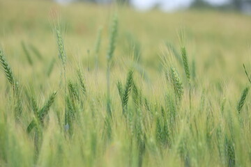 Fototapeta premium Close-up of green wheat ears growing in a field, selective focus on wheat heads with soft bokeh background 