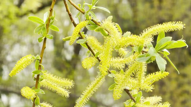 Soft yellow willow catkins bloom cheerfully on tree branches. The vibrant spring flowers bring a feeling of hope and renewal as they sway gently in the breezy outdoor air.