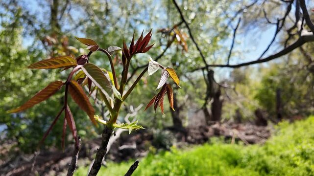 High quality slow motion video of a sunny spring dirt path along a fence and a close-up of a blooming walnut tree branch with fresh young green leaves and catkins against a bright blue sky.